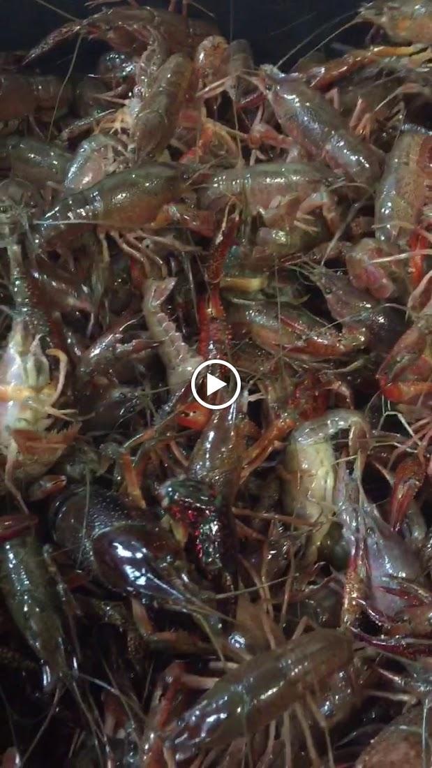 Sweet Basil Vietnamese Noodle House